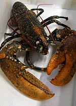 European / Common lobster (Homarus gammarus), at fish market. Brixham, Devon, England, UK, 2009.