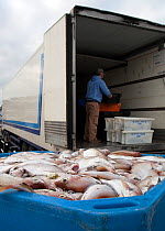 Crates of Pout / Bib (Trisopterus luscus) being loaded into an articulated lorry near Brixham Harbour. Devon, England, UK, 2009.