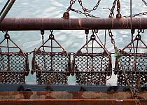 Scallop dredge beam, showing individual steel chain bags and spring-loaded teeth to allow fishing over rough ground. Brixham, Devon, England, UK, 2009.