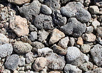 Coral rubble on a beach in Cancun, Mexico, 2006.