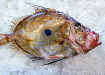 John dory (Zeus faber), on ice for sale in a fishmongers, fished in UK waters and landed at East Looe. Cornwall, England, UK, 2009.