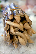 Razor clams / shells (Ensis siliqua), diver caught, on ice for sale in fishmongers. Cornwall, England, UK, 2009.