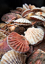 King scallops (Pecten genus), caught by boat and dredge, in crate at Brixham Harbour, Devon, England, UK, 2009.