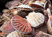 King scallops (Pecten genus), caught by boat and dredge, in crate at Brixham Harbour, Devon, England, UK, 2009.