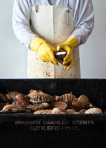 Cleaning and processing of King scallops (Pecten genus) prior to auction at Brixham Harbour, Devon, England, UK, 2009.