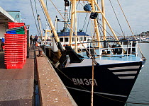 Beam trawler moored at Brixham Harbour to unload its catch, Devon, England, UK, 2009.