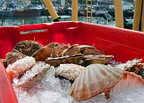 King scallops (Pecten genus), in crate on quay after unloading from a trawler, Brixham Harbour, Devon, England, UK, 2009.