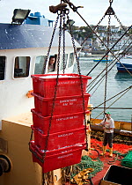 Fresh fish catch being unloaded off a beam trawler at Brixham Harbour, Devon, England, UK, 2009. Model released.
