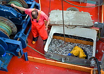 Crew member in the hold of a trawler loading European sprats (Sprattus sprattus sprattus) into a net for winching ashore, Brixham, Devon, England, UK, 2009.