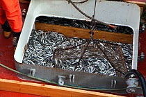 European sprats (Sprattus sprattus sprattus) being winched ashore from the hold of a trawler, Brixham, Devon, England, UK, 2009.