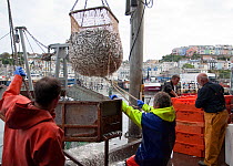 European sprats (Sprattus sprattus sprattus) being winched ashore from a trawler for onward distribution, Brixham, Devon, England, UK, 2009.