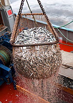 European sprats (Sprattus sprattus sprattus) being winched ashore from a trawler at Brixham Harbour, Devon, England, UK, 2009.