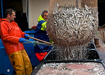 Unloading large catch of European sprats (Sprattus sprattus sprattus) at Brixham Harbour, Devon, UK, England, 2009. Model released.