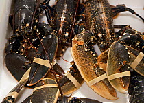 European lobsters (Homarus gammarus), boxed and chilled at Brixham fish auction, Devon, England, UK, 2009.