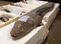 Large European conger eel (Conger conger) at Brixham fish auction, Devon, England, UK, 2009.