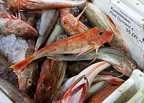 Red gurnard (Trigla pini), a vibrant red fish caught off the UK and growing in popularity as a food species. Brixham, Devon, England, UK, 2009.