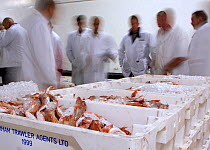 Buyers surround crates of Red gurnard (Trigla pini) at Brixham fish auction, where fresh fish are landed and sold for distribution around the UK and overseas. Devon, England, UK, 2009.