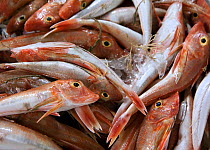 Red gurnard (Trigla pini), a vibrant red fish caught off the UK and growing in popularity as a food species.