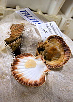 King scallops (Pecten genus) for sale at a fish auction.