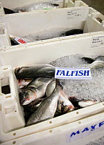 Crates of wild Sea bass (Dicentrarchus labrax) at Brixham fish auction, England, UK, 2009.