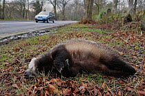 Dead Badger (Meles meles) beside road, South Yorkshire, UK