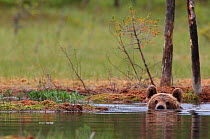 Brown Bear (Ursus arctos) swimming, Finland, Europe.