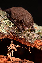 Daubenton's bat (Myotis Daubentoni) resting on branch, captive, Derbyshire, UK