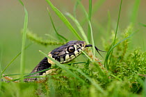 Grass snake (Natrix natrixin) hatchling in grasses, Oxfordshire, UK