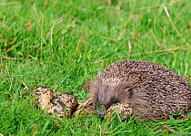 Hedgehog (Erinaceus europaeus) released adult at Lapwing nest, (Vanellus vanellus)  UK - (set up using museum specimen eggs)