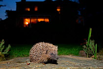 Hedgehog (Erinaceus europaeus) released adult in garden at night, with house in background, Peak District, England, UK