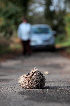 Hedgehog (Erinaceus europaeus) on road with car parked and driver getting out to investigate, controlled conditions, Sheffield, England, UK
