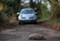 Hedgehog (Erinaceus europaeus), crossing road with car approaching, Sheffield, UK, controlled conditions