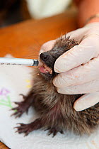 Hedgehog (Erinaceus europaeus) young orphan feeding at rescue centre, Shefield, England
