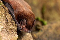 Leisler's bat (Nyctalus Leisleri) resting on wall, captive, UK