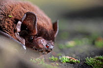 Leisler's bat (Nyctalus Leisleri) lying on moss covered stone, captive, UK