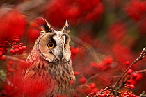 Long-eared owl (Asio otus) in Rowan tree with red berries, captive, Yorkshire, UK