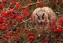 Long-eared owl (Asio otus) in Rowan tree with red berries, captive, Yorkshire, UK
