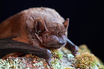 Noctule bat (Nyctalus noctula) on moss covered branch, captive, UK