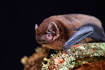 Noctule bat (Nyctalus noctula) on moss covered branch, captive, UK