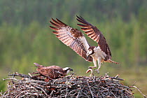 Osprey (Pandion haliaetus) male bringing fish to nest, Finland, Europe