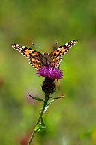 Painted Lady butterfly (Vanessa carduion) on knapweed, at rest with wings open, Derbyshire, England