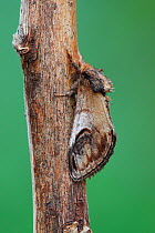 Pebble Prominent moth (Notodonta ziczac) camouflaged on twig, Sheffield, Yorkshire, UK, May