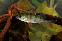 Perch (Perca fluviatilis) in canal polluted with rusty metal, Sheffield, Yorkshire, UK