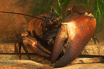 Signal Crayfish {Pacifastacus leniusculus} Leicestershire, UK