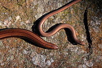 Slow worm (Anguis fragilis) adult and sub-adult on rock, Gloucestershire, UK