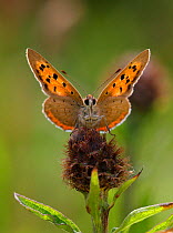 Small copper butterfly (Lycaena phlaeas) backlit, Derbyshire, UK