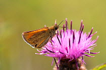 Small skipper butterfly {Thymelicus sylvestris} with wings folded feeding on Knapweed flower, Derbyshire, UK