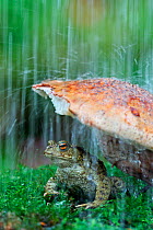 Common european toad (Bufo bufo) sheltering under toadstool from rain, wild toad in controlled conditions, Sheffield, Yorkshire, UK