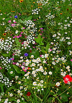 Wild flower meadow in city centre, Sheffield, Yorkshire, August 2009