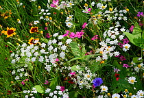 Wild flower meadow in city centre, Sheffield, Yorkshire, UK, August 2009